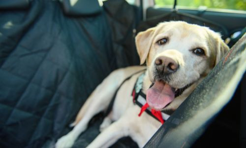 How To Dog-Proof Your Car for the Summer