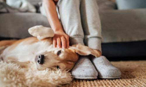 The Top Carpet Care Tips for Homes With Pets