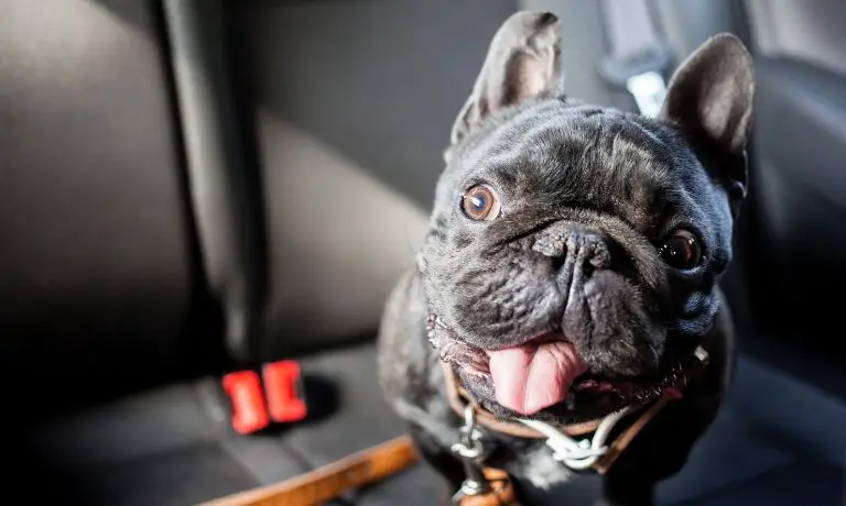Tips for Driving Your Dog in a Rental Vehicle