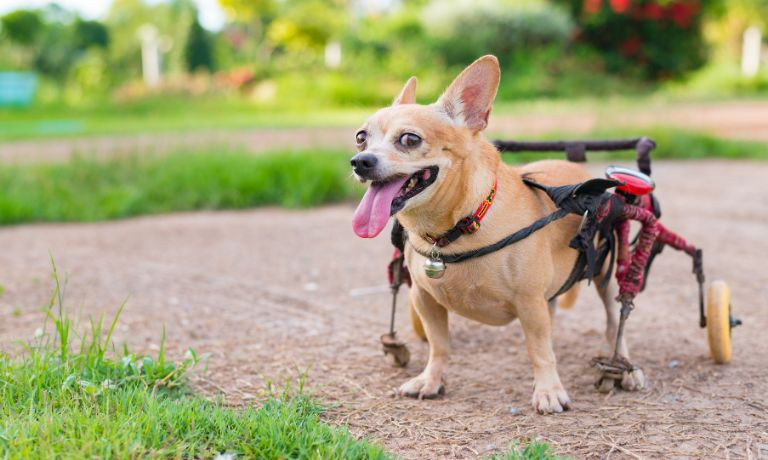 How To Keep Your Disabled Dog Healthy and Happy