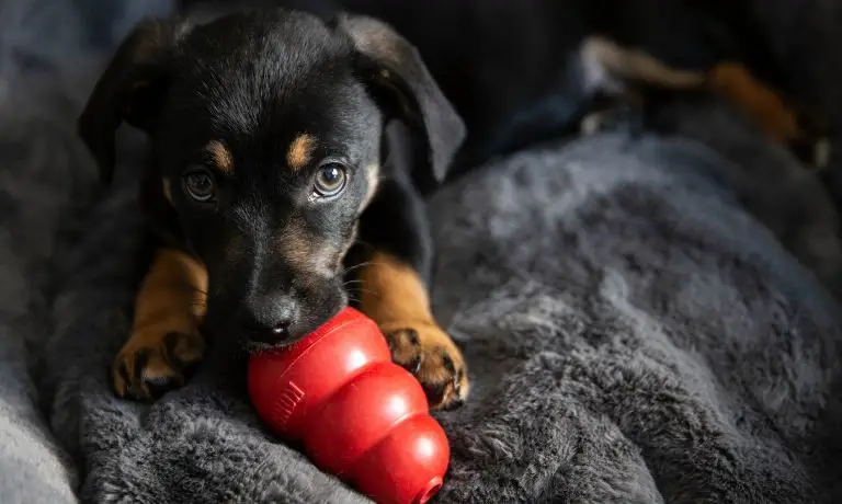 Helpful Tips To Keep Your Dog From Chewing Everything
