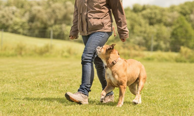 Reasons To Attend Obedience School With Your Dog