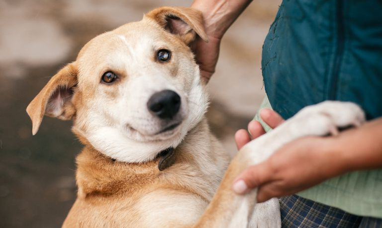 Ways To Better Understand Your Dog’s Emotions