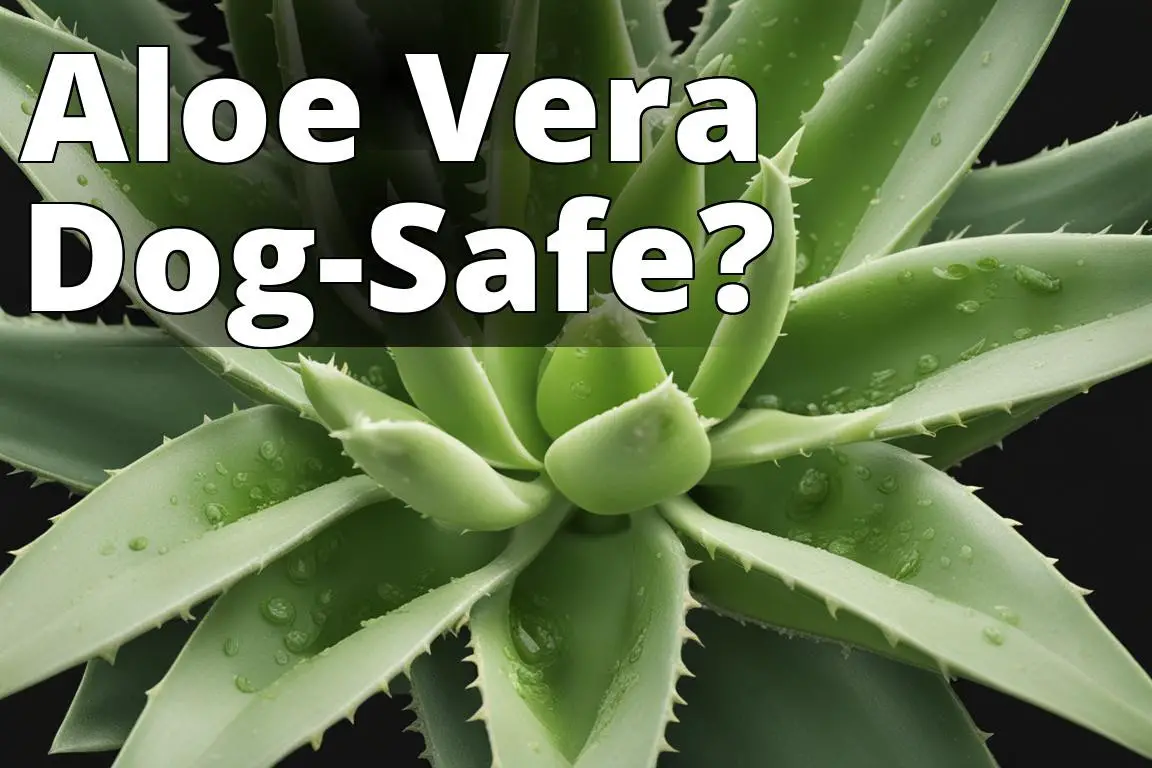 aloe_safe_for_dogs