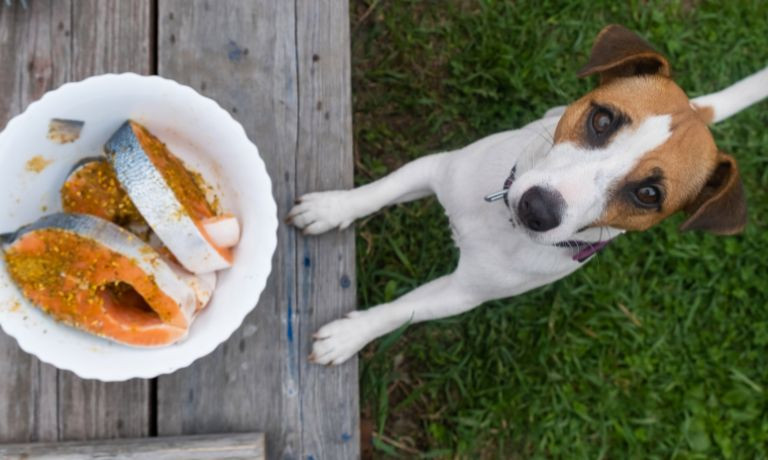 What To Keep in Mind Before Giving Your Dog Raw Food