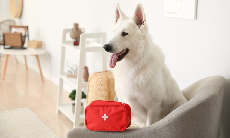 Why It’s Important To Have a First Aid Kit for Your Pet