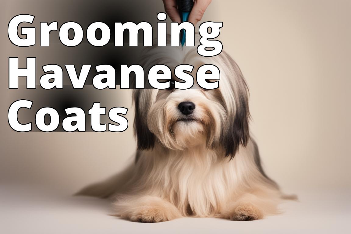 Havanese Grooming Guide StepByStep Instructions