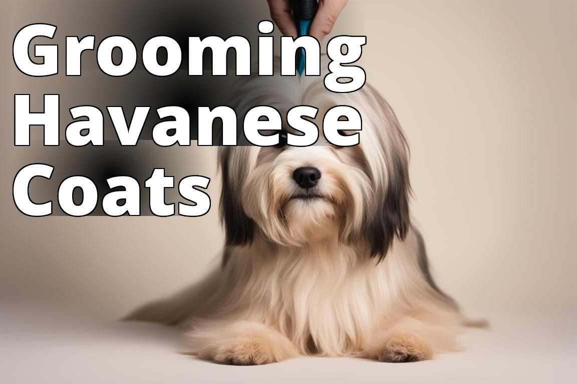 Grooming_Havanese_Coats