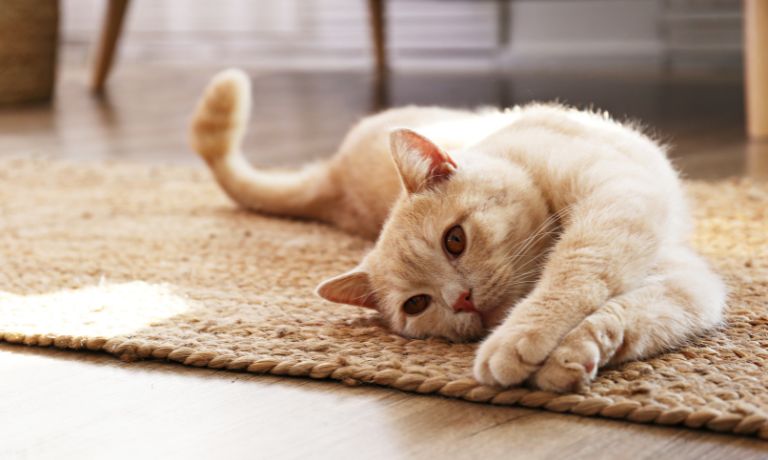 How To Prepare Your Home for Your New Furry Friend