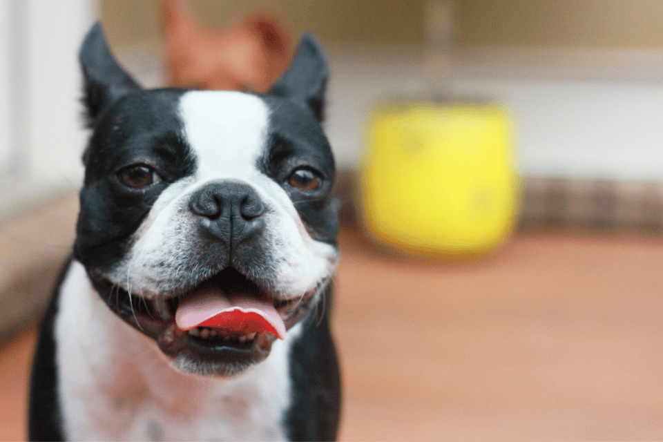 Boston Terrier 