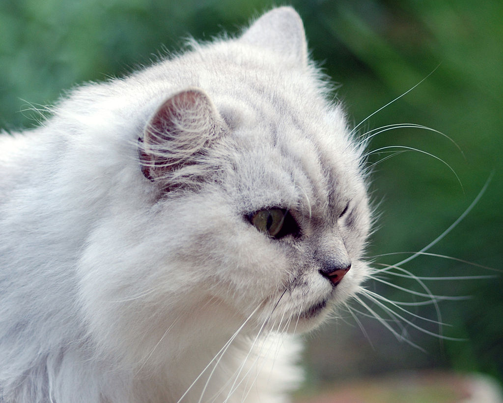 Chinchilla cat at the groomer