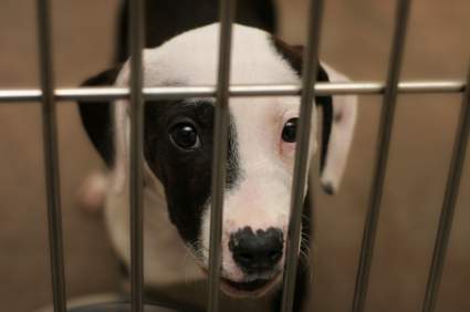 boarding dogs in kennels