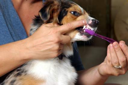 Dog teeth cleaning - dental work