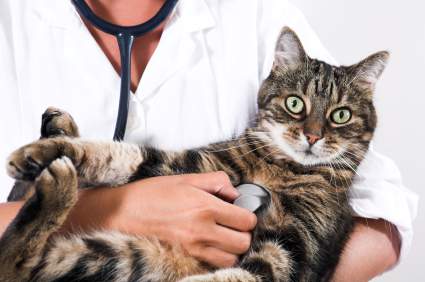 Your pet's health