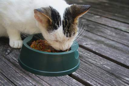 find the best cat food
