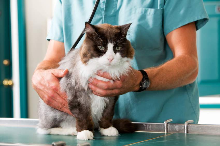 Five tips for a healthy cat