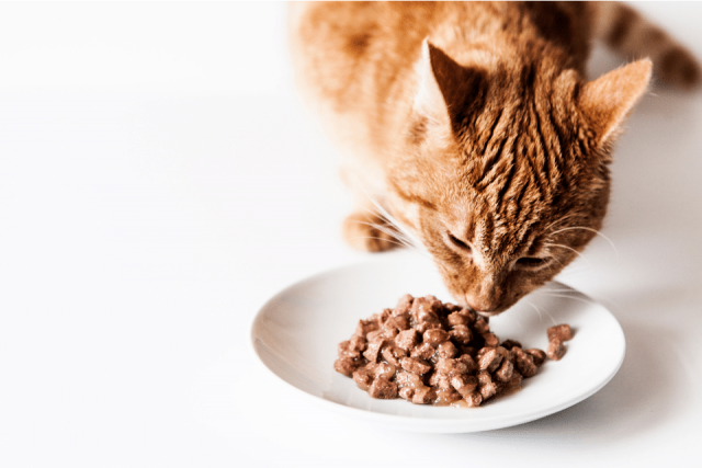 Cat Nutrition - improving cat food taste