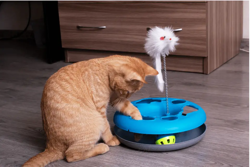 cat playing with puzzle toy