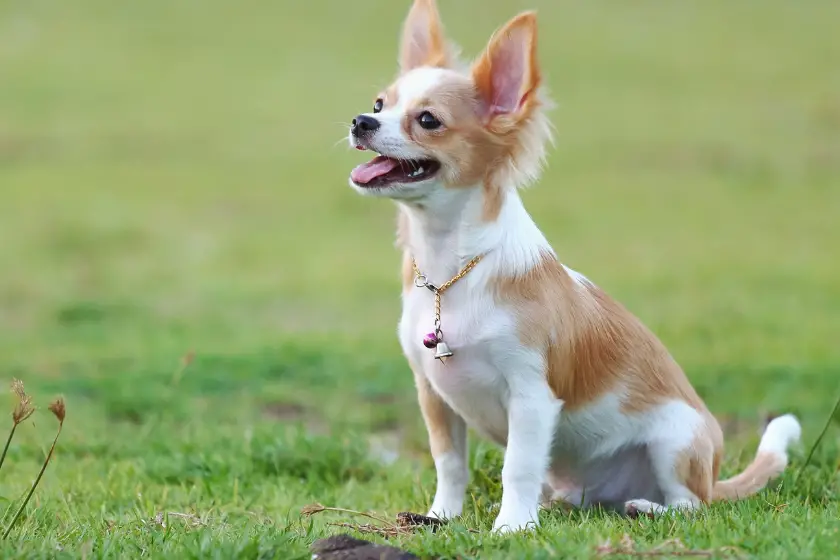 Chihuahua dog outside