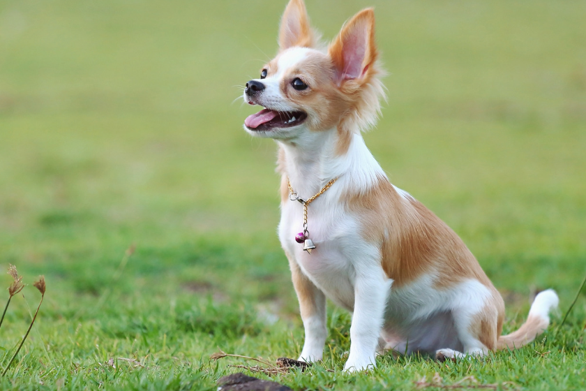 Chihuahua dog outside