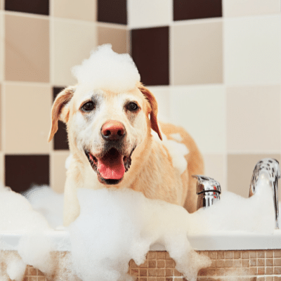 organic dog shampoo