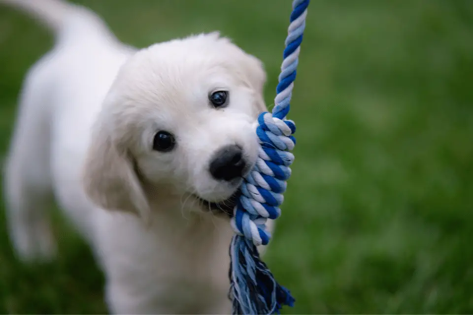 puppy biting toy