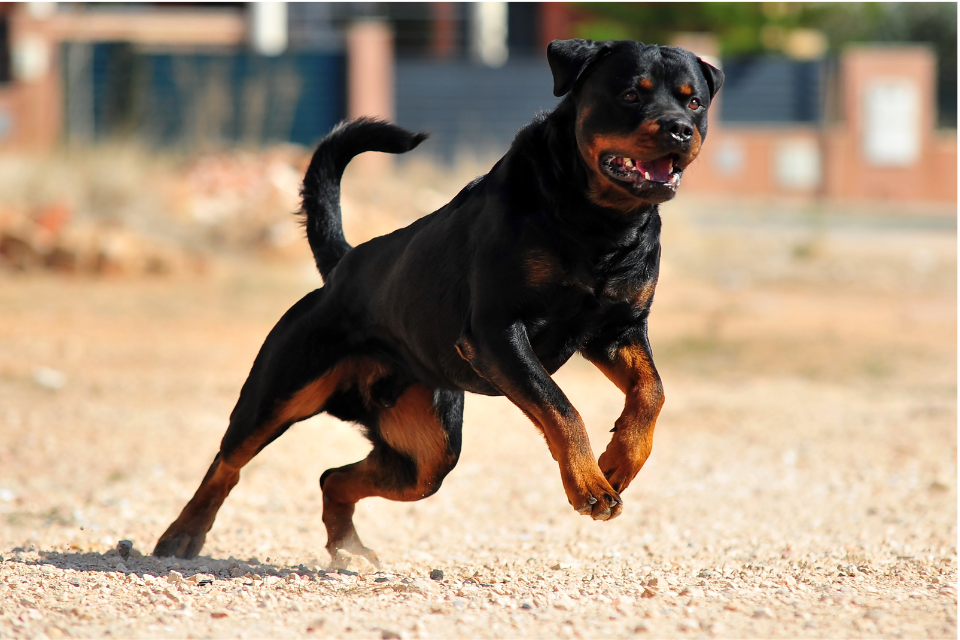 German Rottweiler running