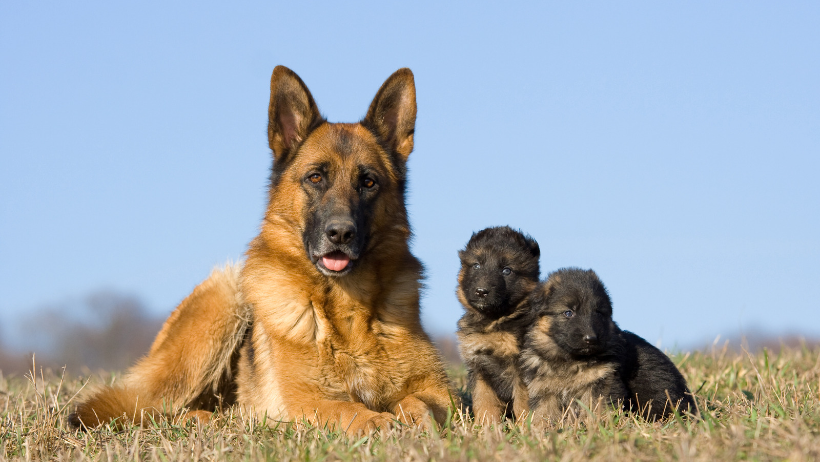 Mixed German Shepherd with puppies