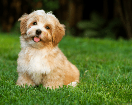 Havanese puppy 500x400