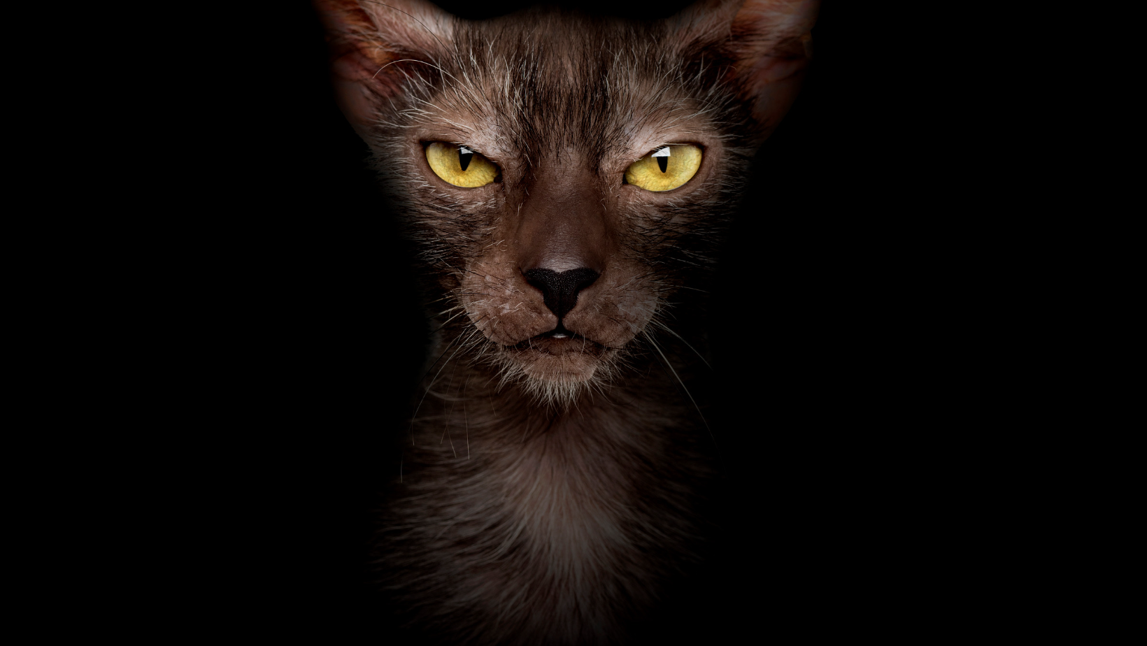 Lykoi or wolf cat