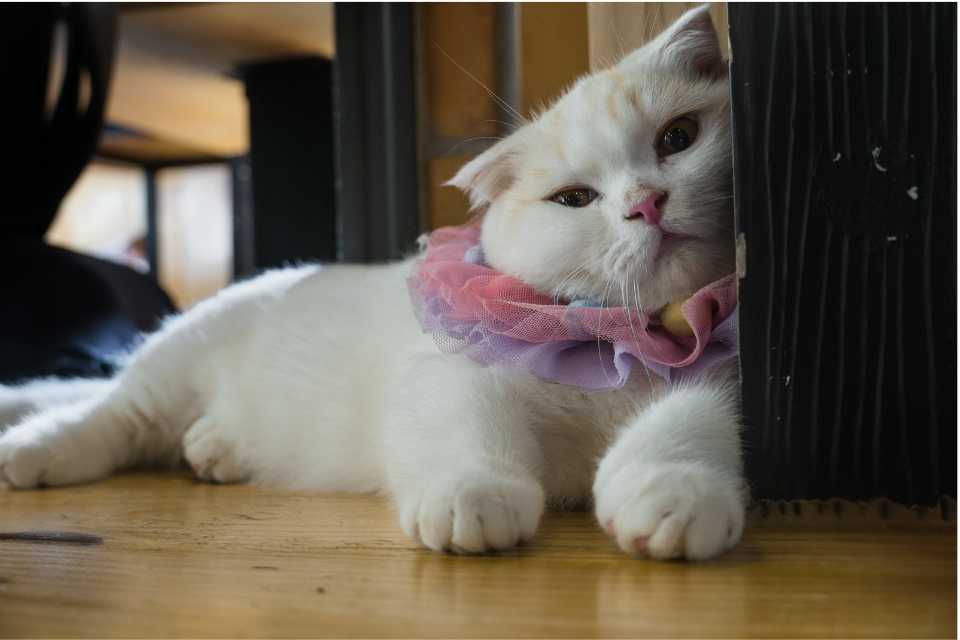 Munchkin cat