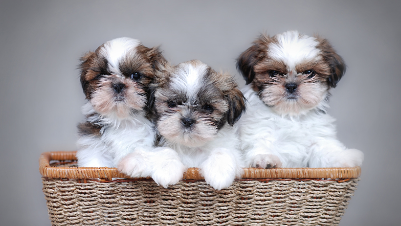 Shih Tzu puppies in basket