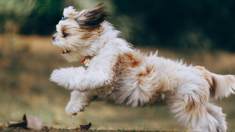 Shih Tzu running