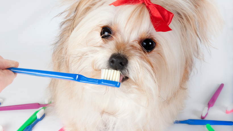 Shih Tzu toothbrush