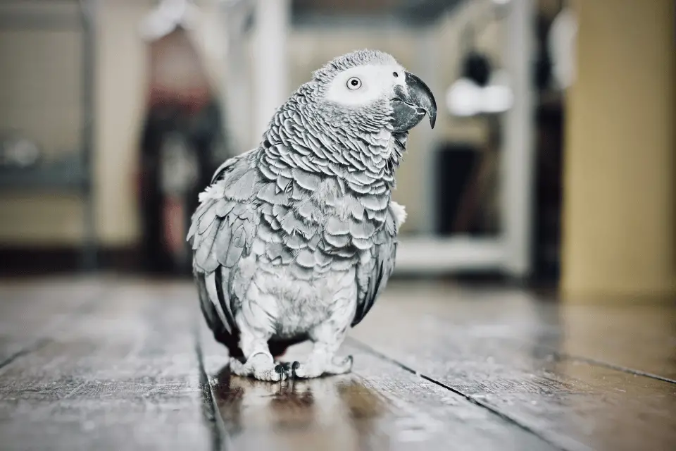 african Grey Parrot 