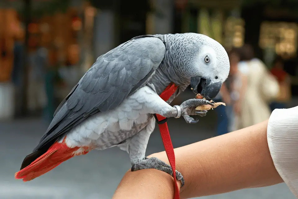 african Grey Parrot