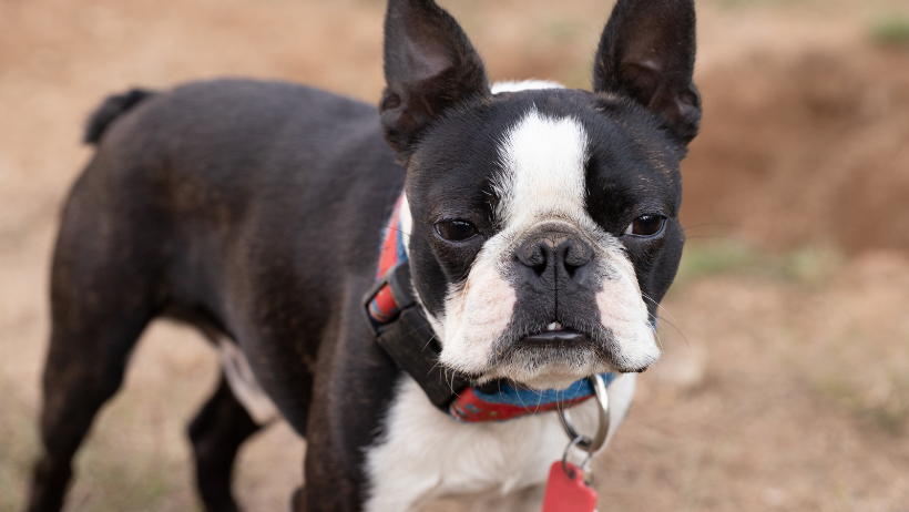 boston terrier companion dogs