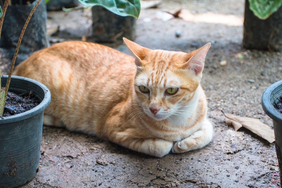 cat around plants