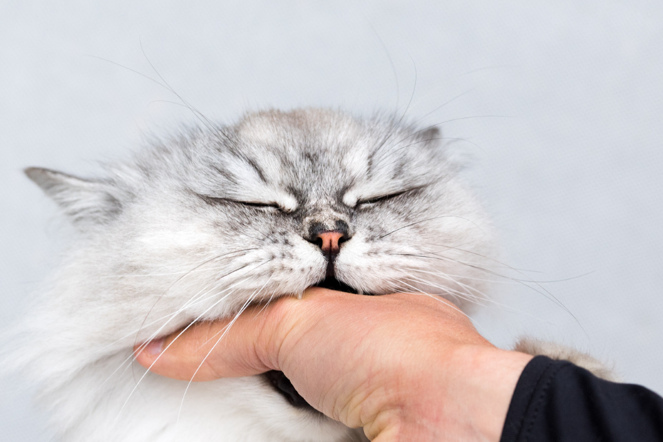 cat biting