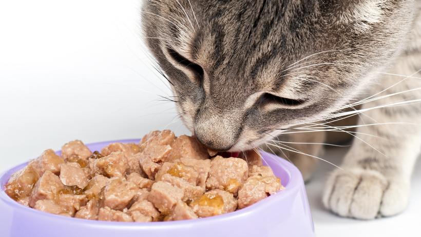 cat eating improving the taste of cat food