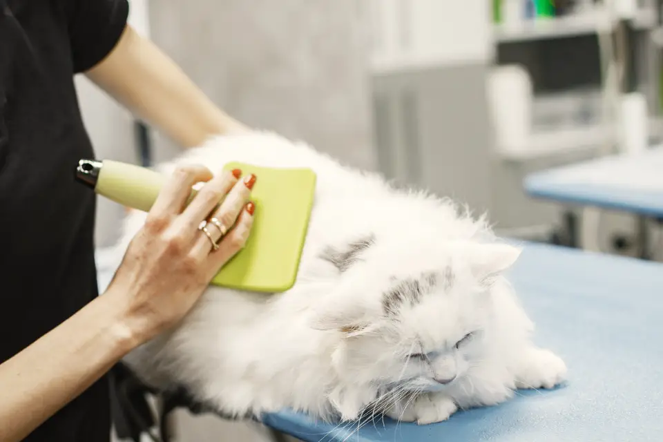 cat grooming - hair loss