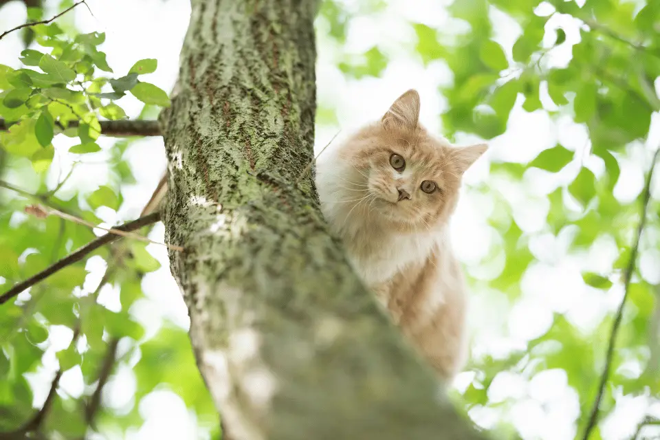cat in tree