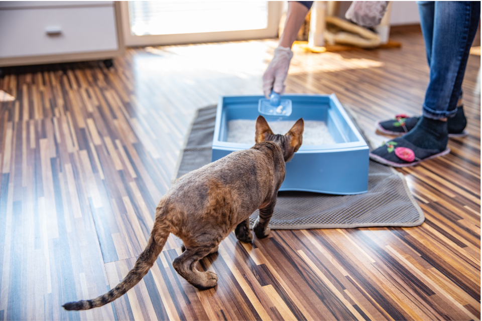 cat using litter box 