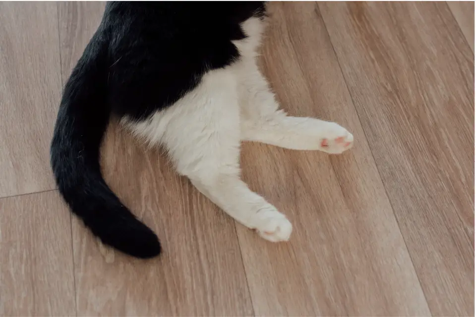 cat with vibrating tail