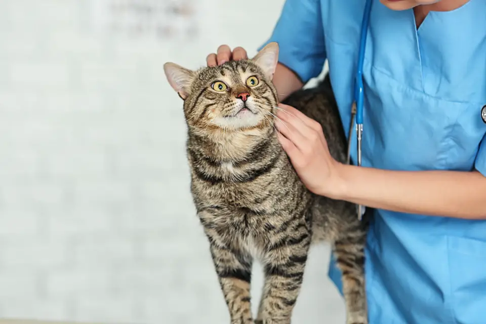 A cat with allergies, showing symptoms such as sneezing and itching