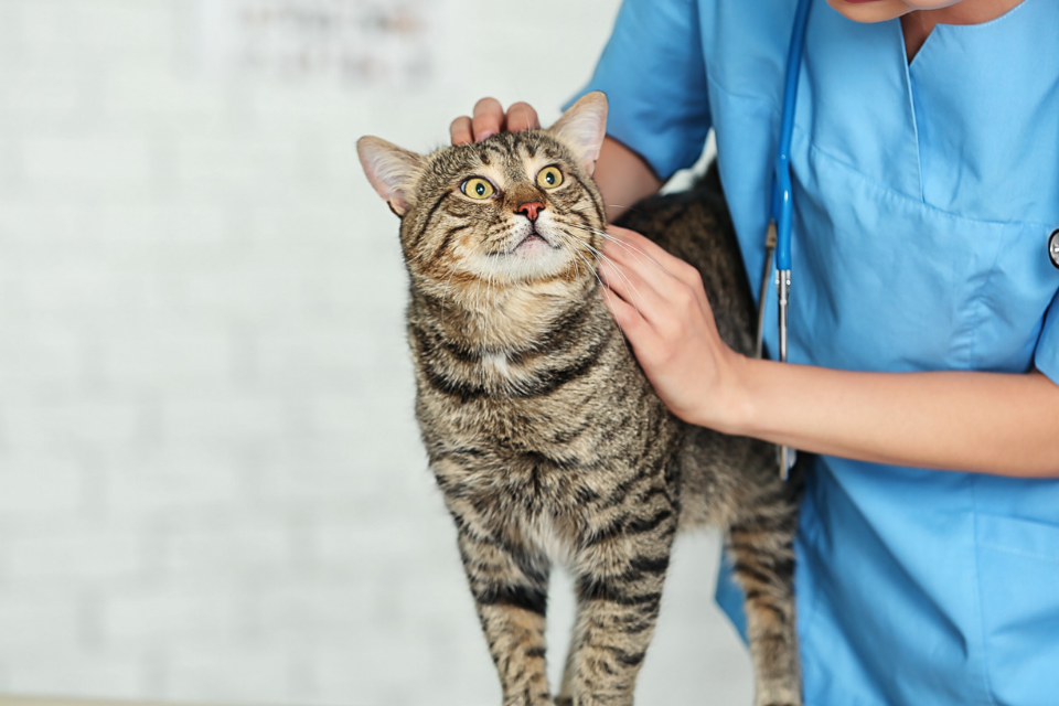 cat with vet