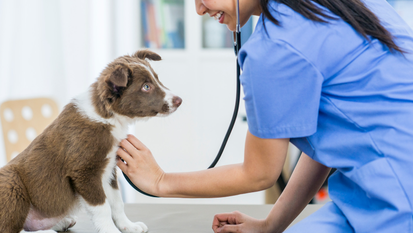 dog at vet - hypothyroidism