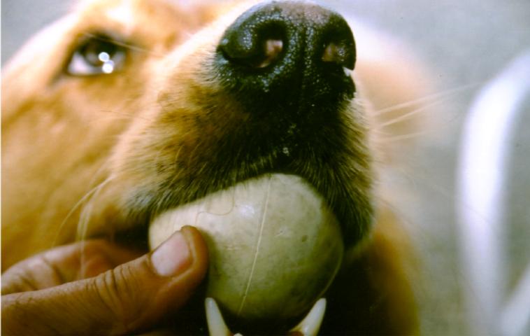 dog ball in mouth min