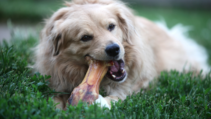 sensitive stomach and allergies in dogs