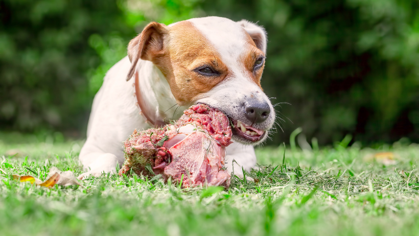 dog chewing bone 